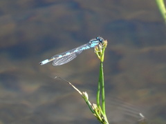 Enallagma carunculatum