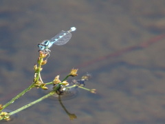 Enallagma carunculatum