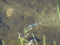 Enallagma carunculatum