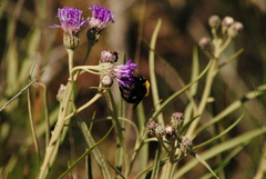 Bombus bellicosus