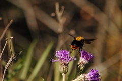Bombus bellicosus