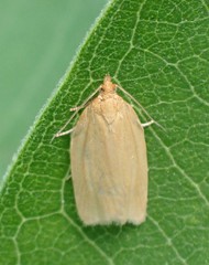 Clepsis clemensiana