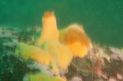 Image of Metridium dianthus