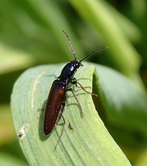 Oestodes tenuicollis