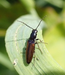 Oestodes tenuicollis