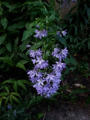 Campanula trachelium