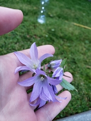 Campanula trachelium