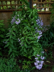 Campanula trachelium