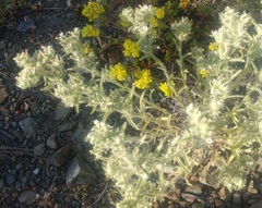 Oreocarya thompsonii