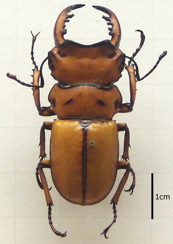 Homoderus mellyi · iNaturalist