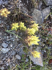 Castilleja hyperborea