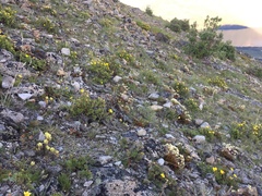 Castilleja hyperborea
