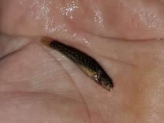 Etheostoma squamiceps