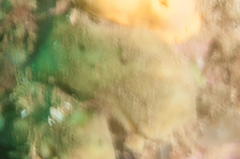 Halichondria sitiens