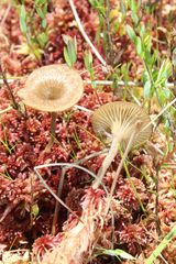 Arrhenia sphagnicola