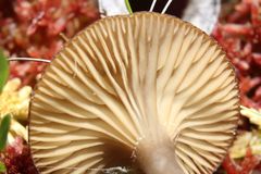 Arrhenia sphagnicola