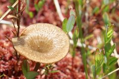 Arrhenia sphagnicola