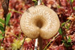 Arrhenia sphagnicola