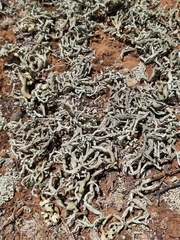 Xanthoparmelia convoluta