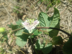 Passiflora exsudans