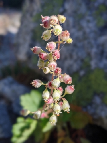 Image of Merriam's Alumroot (Heuchera merriamii) by (c) My-Lan Le, some rights reserved (CC BY)