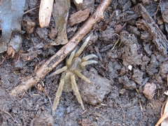 Ancylometes concolor