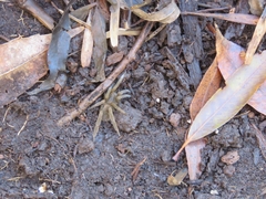 Ancylometes concolor