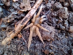 Ancylometes concolor