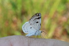 Lomographa semiclarata