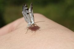 Lomographa semiclarata