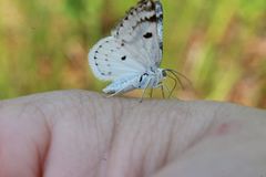 Lomographa semiclarata