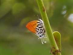 Drupadia ravindra moorei