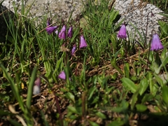 Soldanella