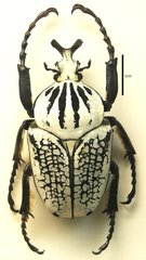 Goliathus orientalis