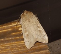 Leucania pseudargyria