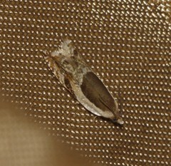 Ancylis discigerana