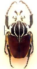 Goliathus goliatus