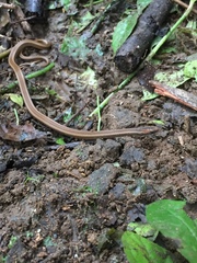 Coniophanes dromiciformis