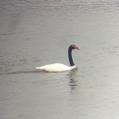 Cygnus melancoryphus