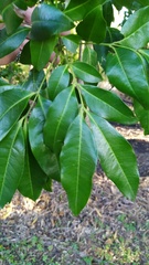 Lepiderema sericolignis