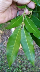 Lepiderema sericolignis