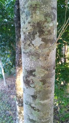 Lepiderema sericolignis