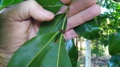 Lepiderema sericolignis