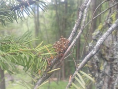 Arceuthobium douglasii