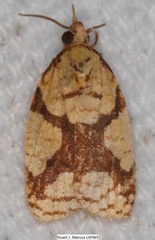 Cenopis ferreana