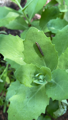 Evergestis rimosalis