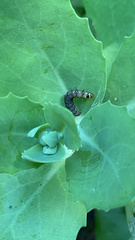 Evergestis rimosalis