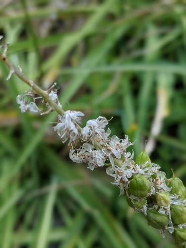 Image of Hastingsia alba by (c) My-Lan Le, some rights reserved (CC BY)