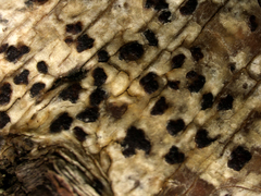 Arthonia ilicina