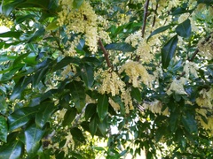 Lepiderema sericolignis